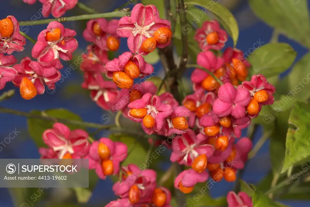 Spindle tree in blossom France
