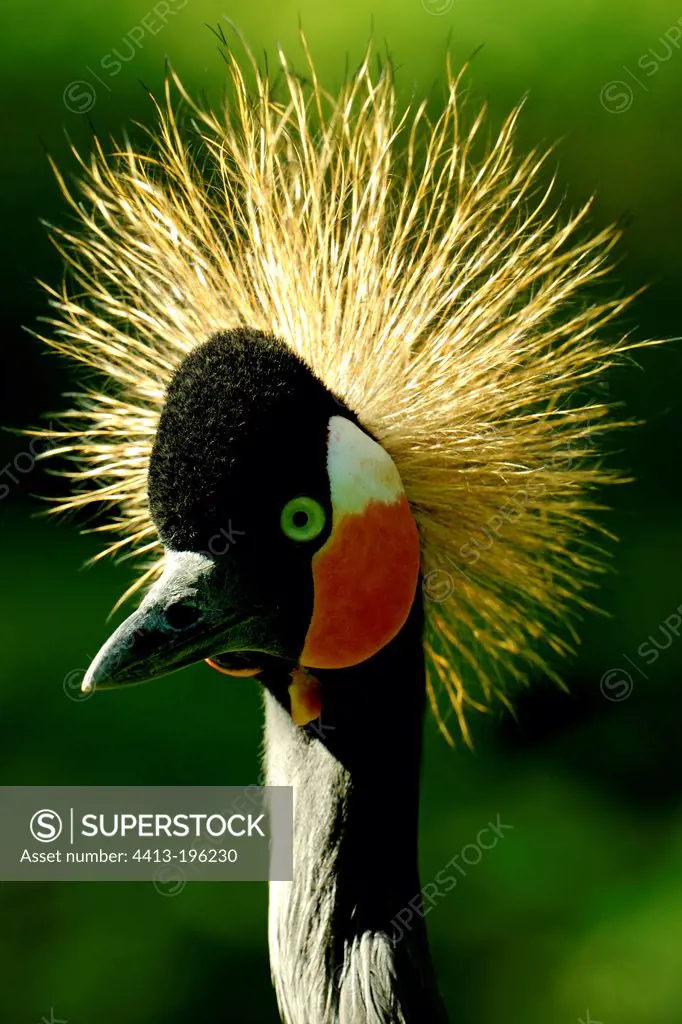 Portrait of a Black Crowned-crane