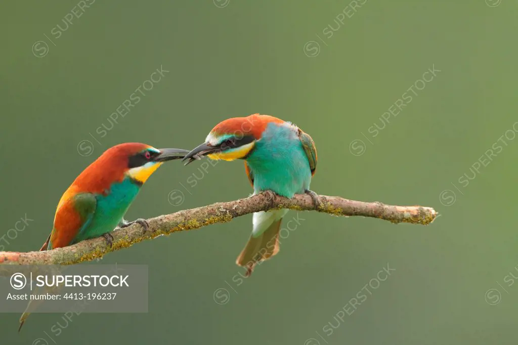 European Bee-eater male offering a prey to a female