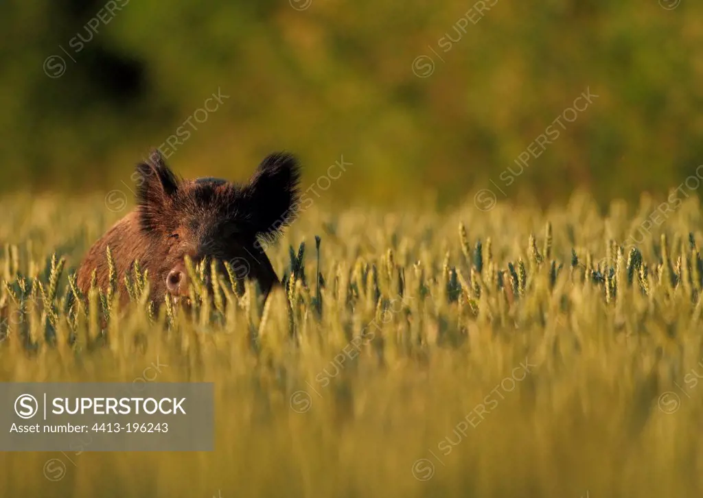 Boar in a field of wheat feeding