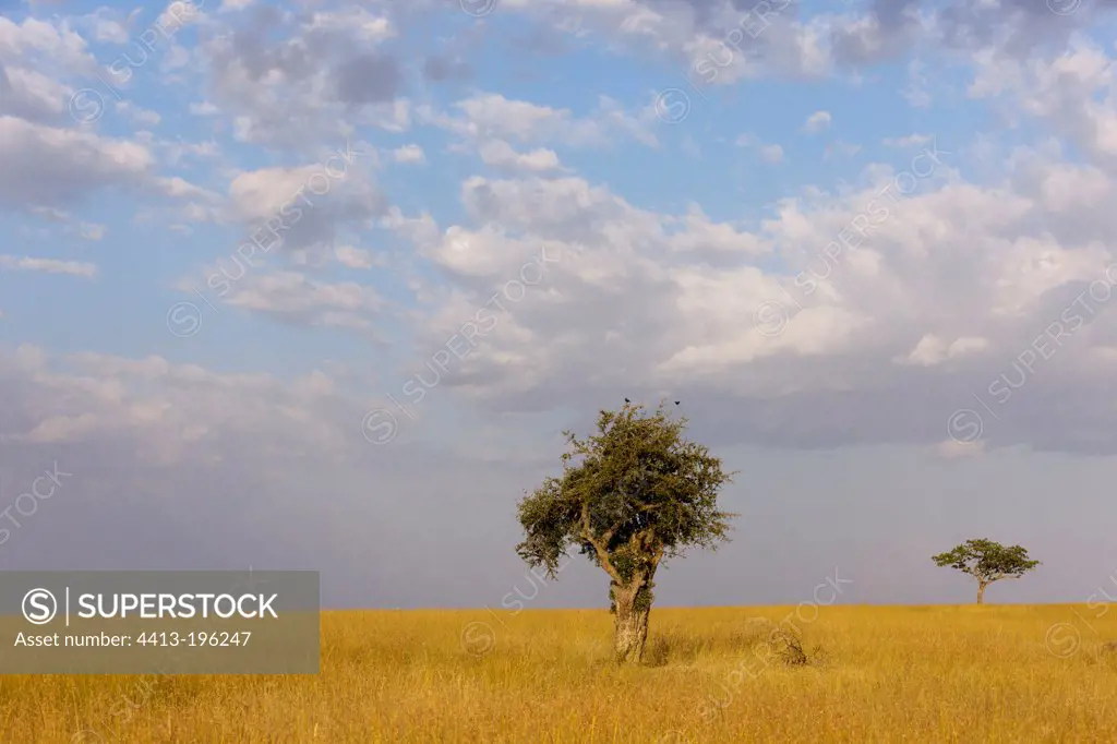 High grass in dry season Masai Mara NR in Kenya
