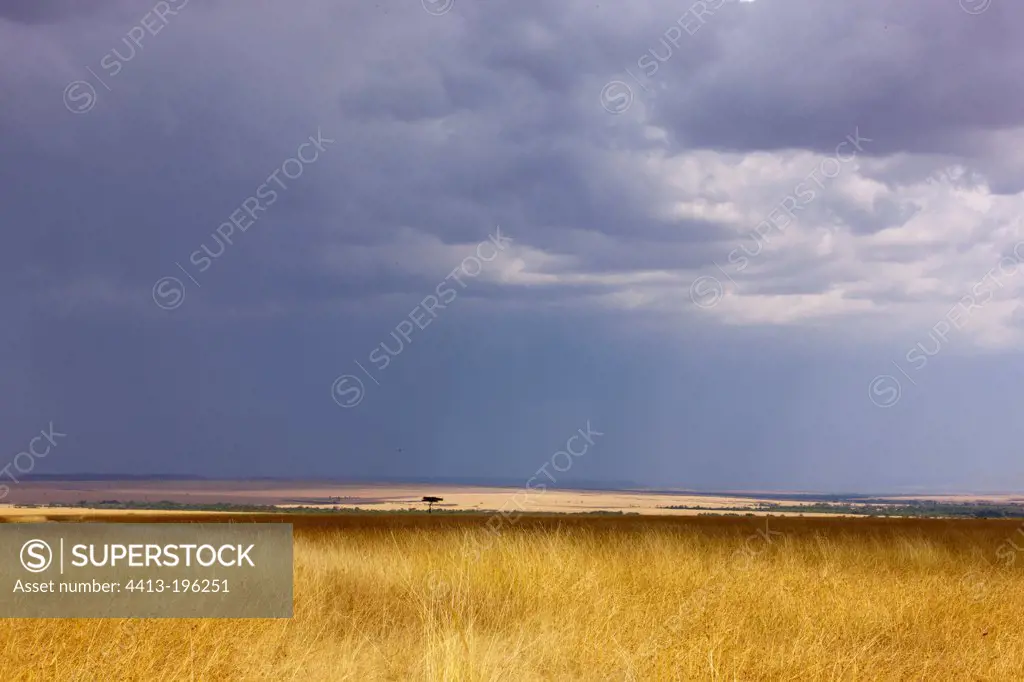 Rain during the dry season in the Masai Mara NR in Kenya