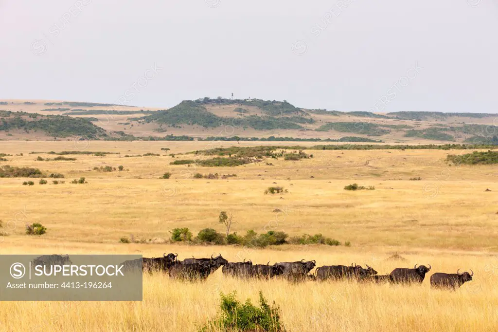 Buffalos herd during the dry season in the Masai Mara NR