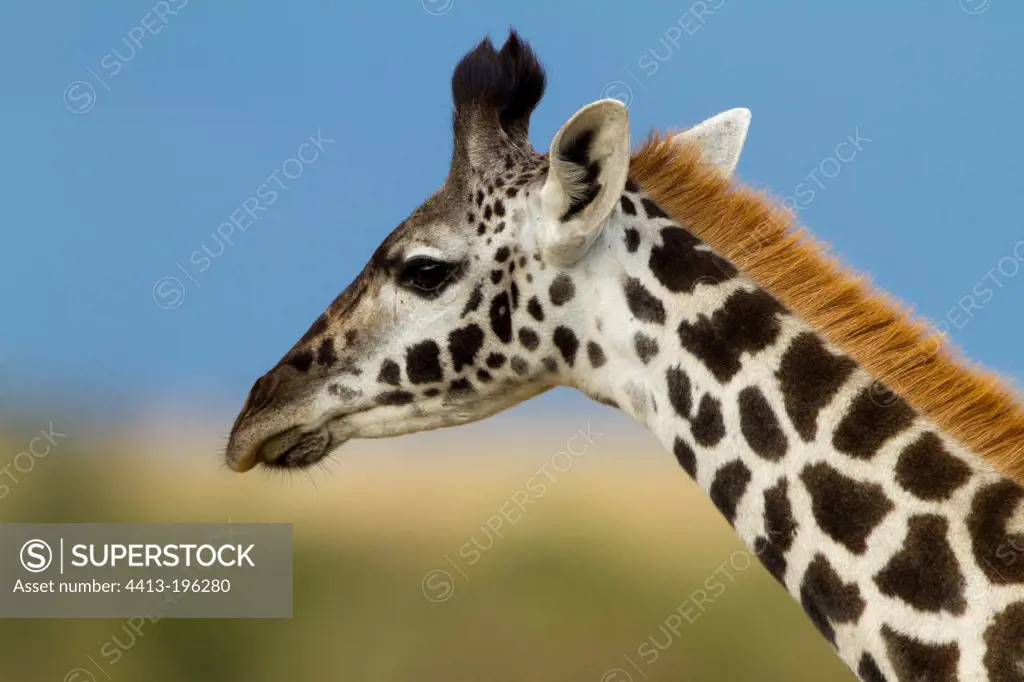Portrait of a young Masai giraffe in the Masai Mara NR Kenya