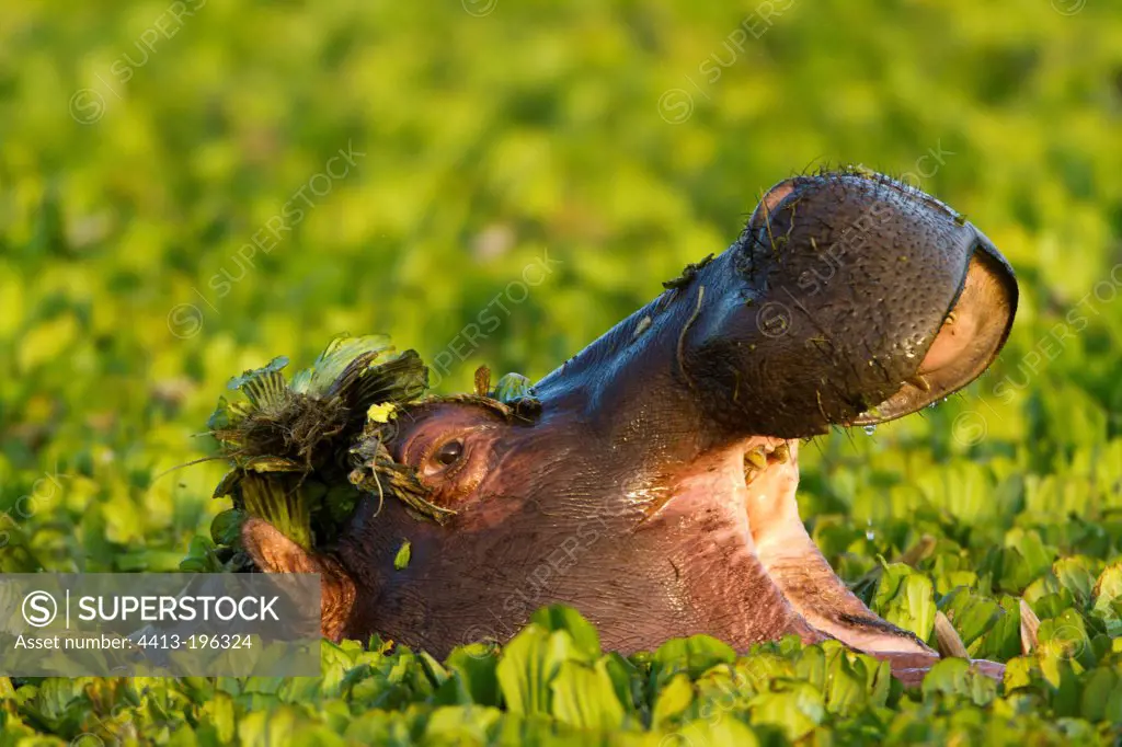 Portrait of a male Hippopotamus in water lettuces Kenya