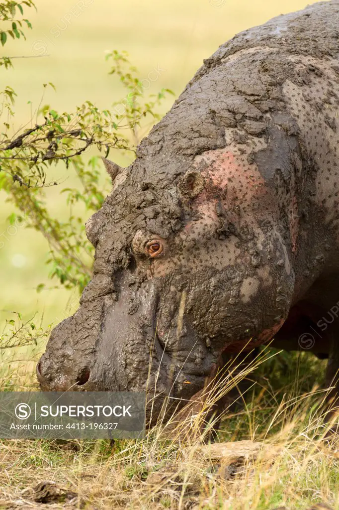 Hippopotamus covered with mud in the Masai Mara NR Kenya