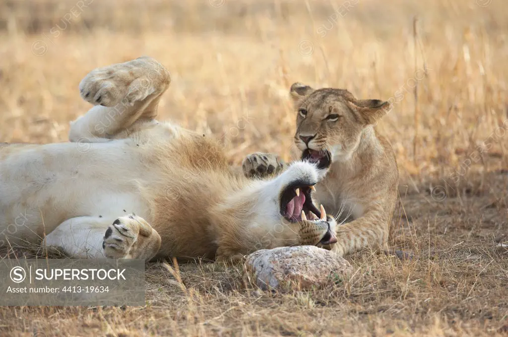 Lion couples Reserve of Masaï Mara Kenya