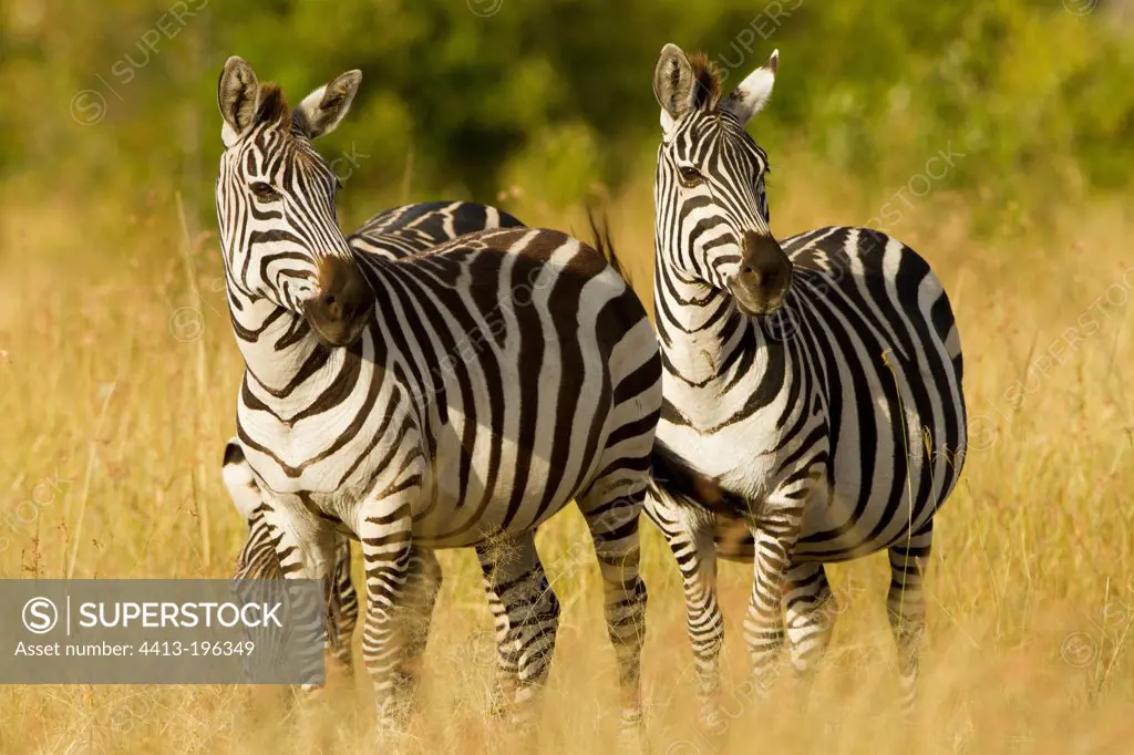 Grant's zebras in the Masai Mara NR Kenya