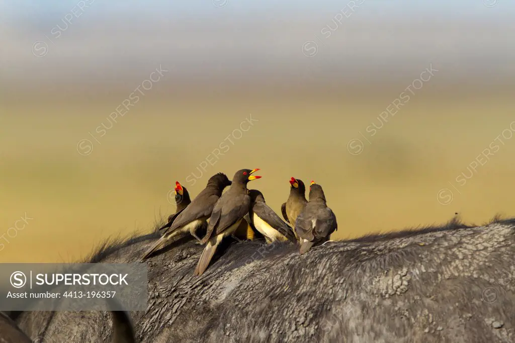 Yellow-billed oxpeckers on the back of a buffalo Kenya