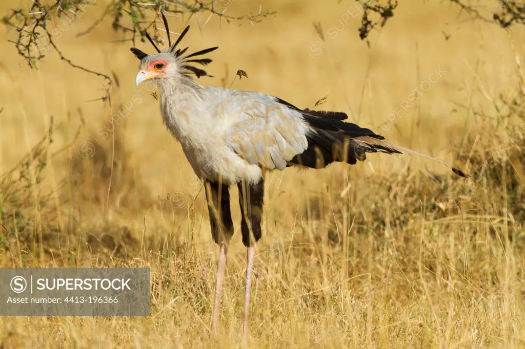 Secretarybird in the Masai Mara NR in Kenya