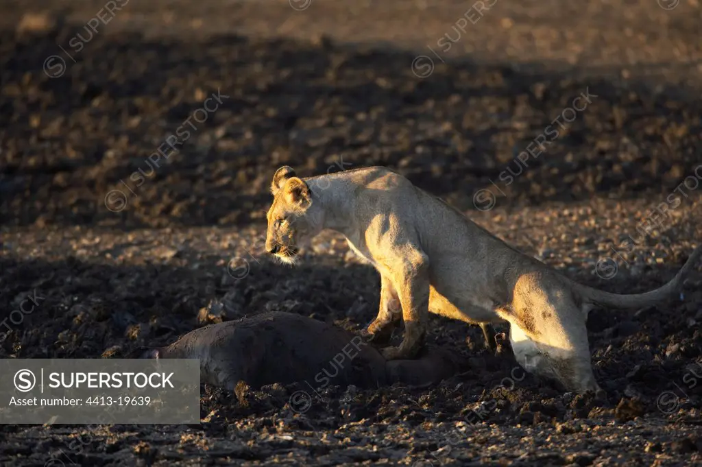 Lioness and corpse of herbivore died in mud Masaï Mara