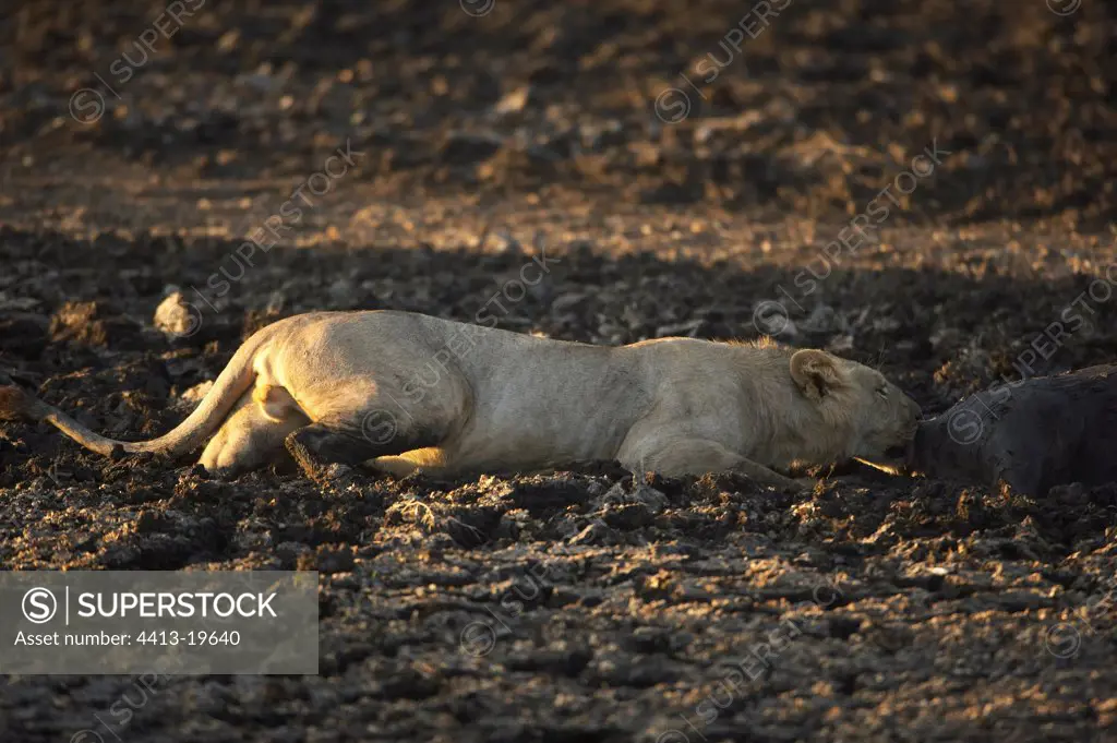 Lioness and corpse of herbivore died in mud Masaï Mara