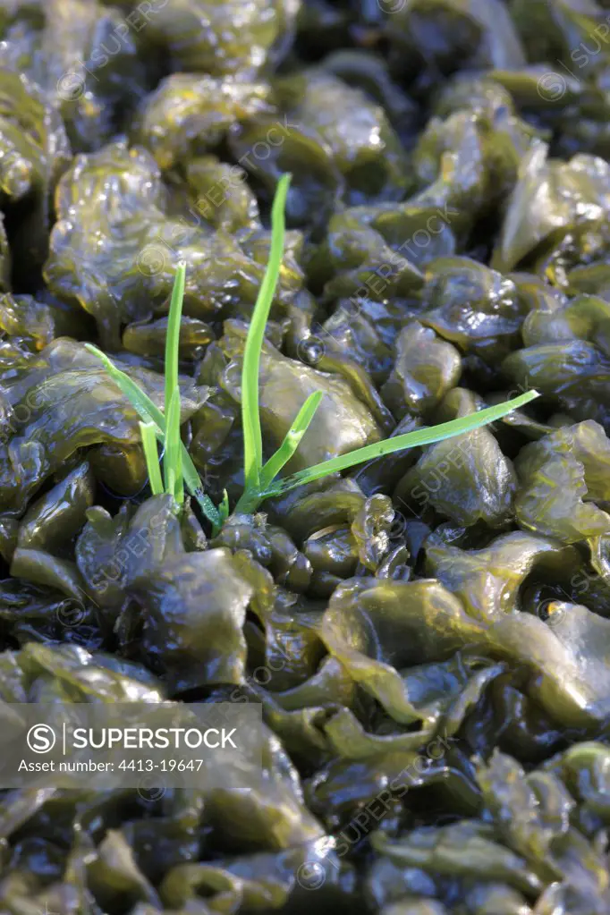 Terrestrial alga in woodwind France