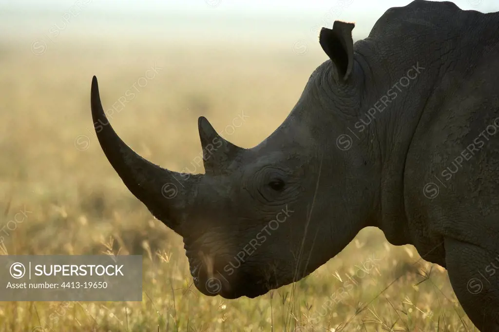 Portrait of White rhinoceros Nakuru National Park Kenya