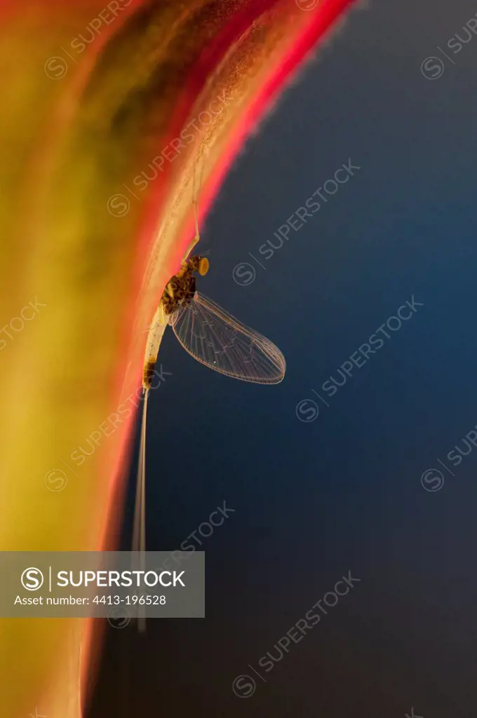 Mayfly under a leaf Burgundy France