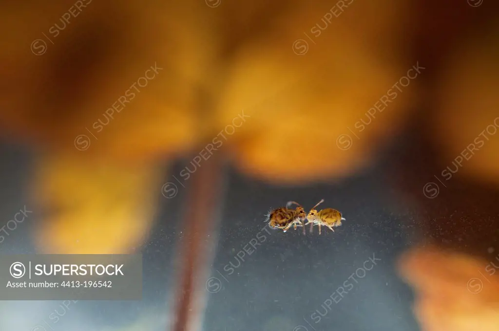Collembola on a leaf on the surface of a pool France