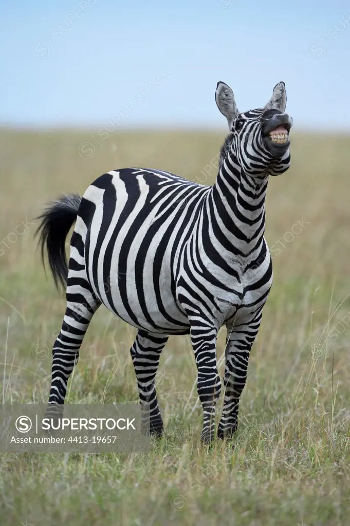 Male Grant's Zebra in rut Masaï Mara Reserve Kenya