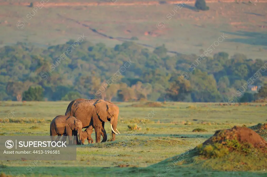 African Elephant and young at dawn Masai Mara Kenya