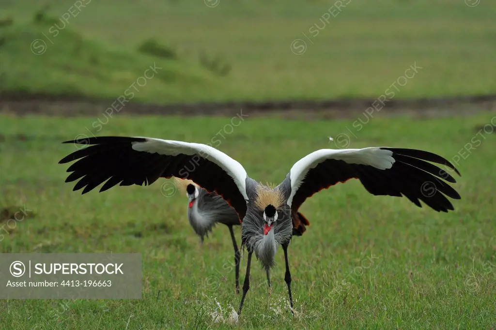 Grey Crowned-Crane courtship in Masai Mara Kenya