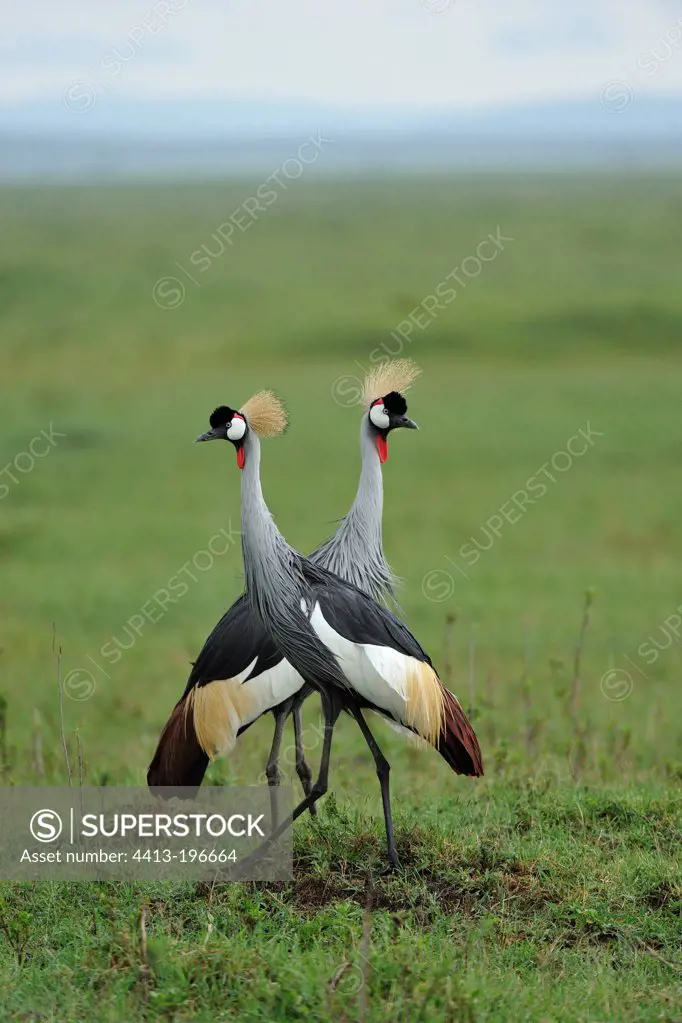 Grey Crowned-Cranes courtship in Masai Mara Kenya