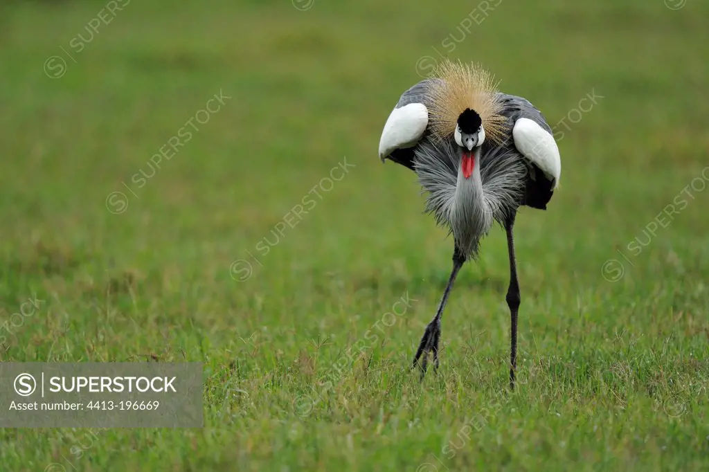 Grey Crowned Crane in savannah Masai Mara Kenya