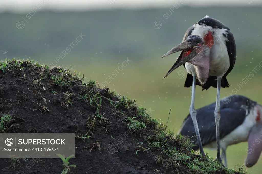 Marabou Stork on a termite mound Masai Mara Kenya