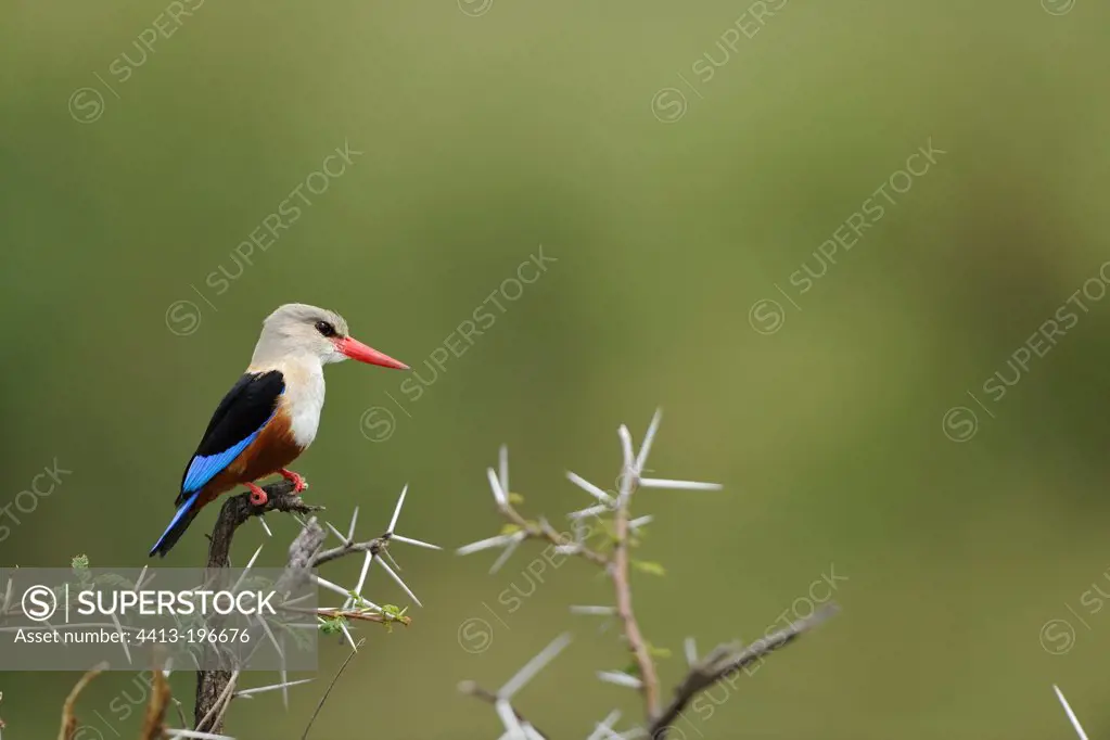 Grey-headed Kingfisher on an acacia tree Masai Mara Kenya