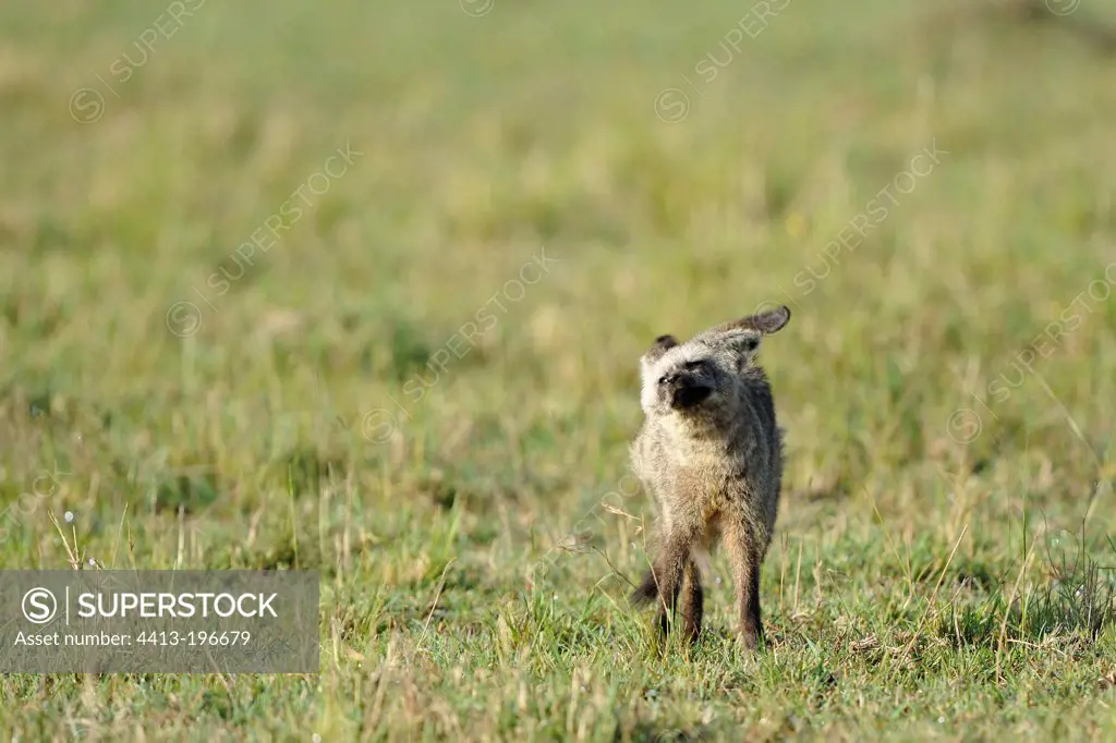 Big-eared Fox wallowing in the grass Masai Mara Kenya