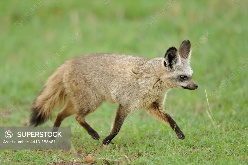 Big-eared Fox walking in the grass Masai Mara Kenya