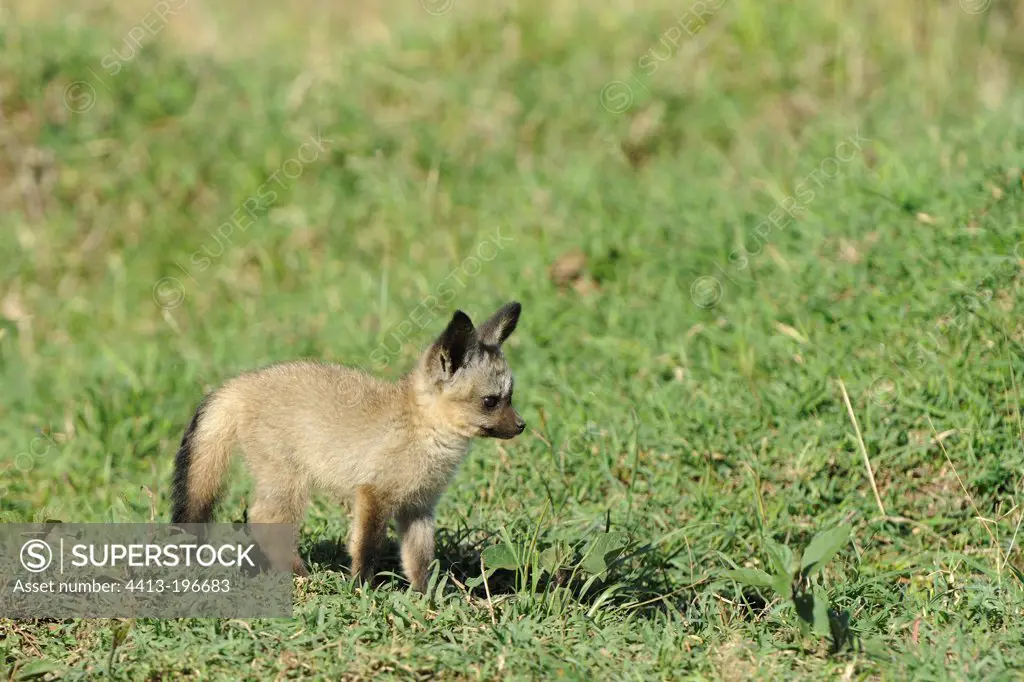 Young Big-eared Fox near its burrow Masai Mara Kenya