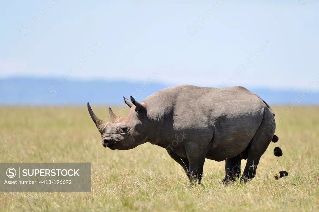 Black rhinoceros defecating in the savannah Masai Mara Kenya