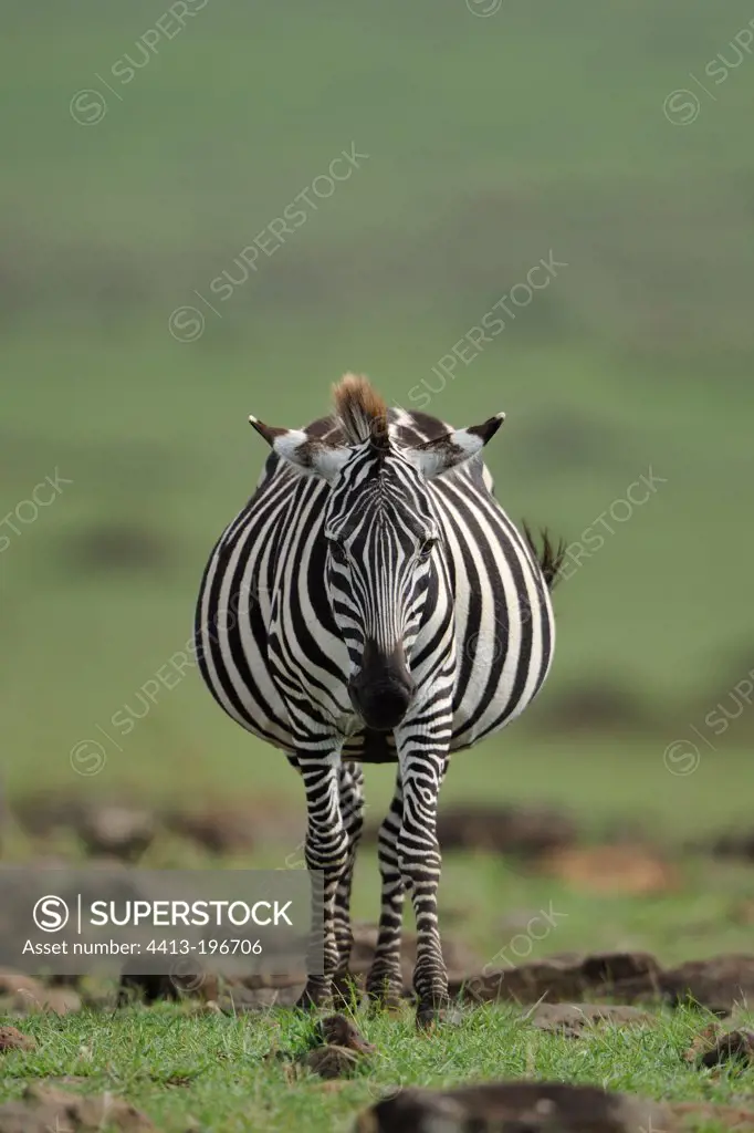 Grant's zebra pregnant female Masai Mara Kenya