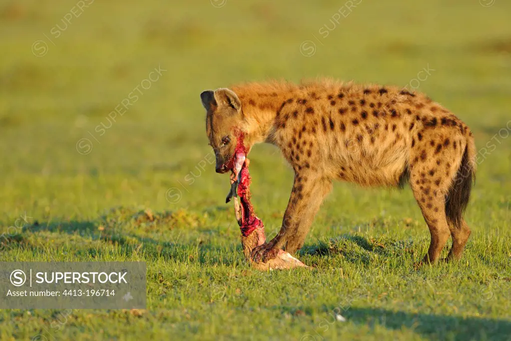 Spotted hyena eating a Gazelle Masai Mara Kenya