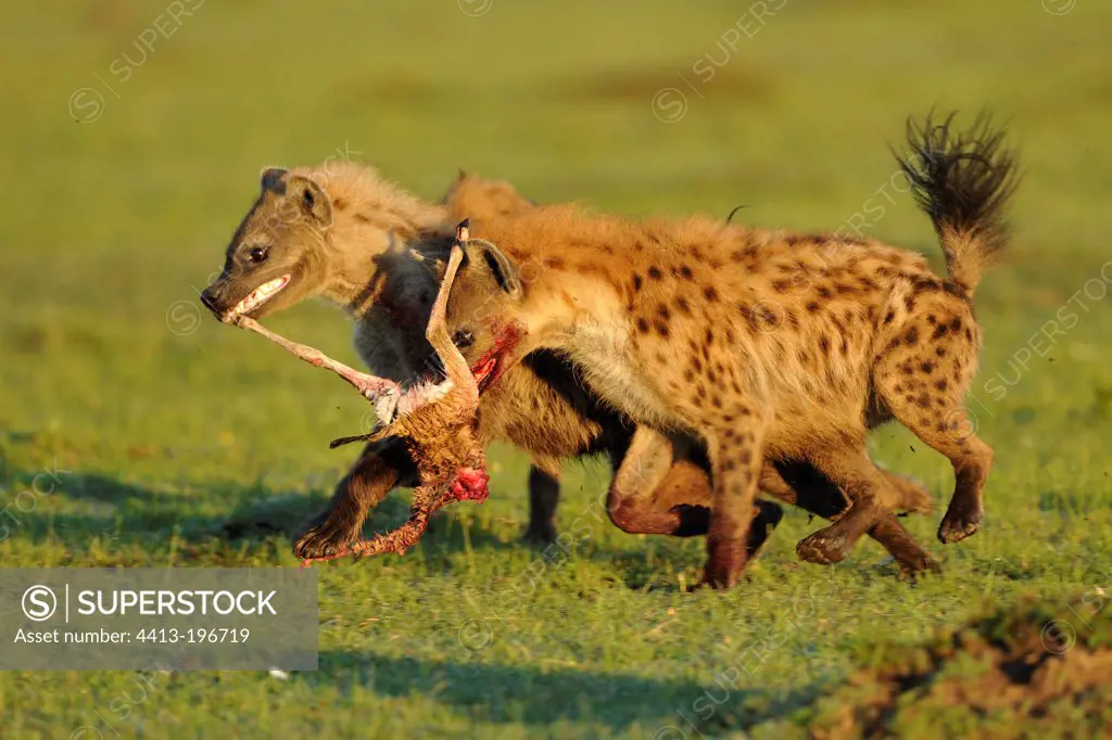 Spotted hyenas fighting over a Gazelle Masai Mara Kenya