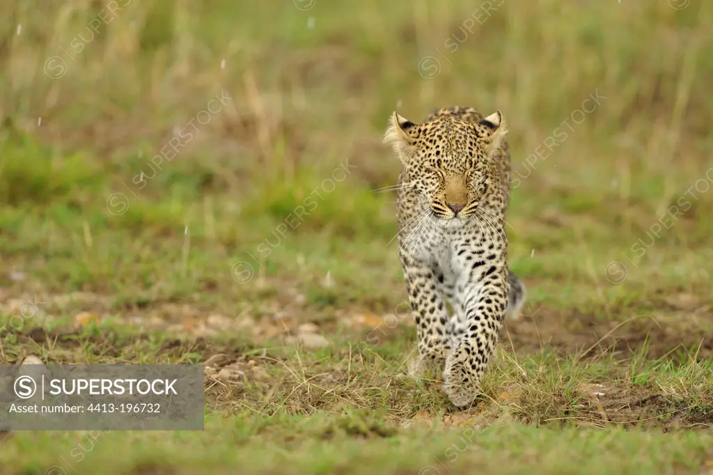 Leopard walking on the grass in the rain Masai Mara Kenya