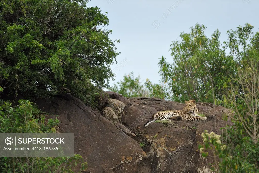 Leopard lying on a rock Masai Mara Kenya