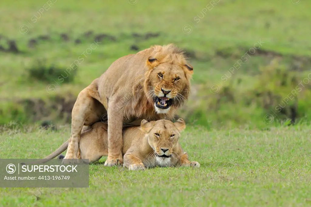 Lions mating in the savannah Masai Mara Kenya