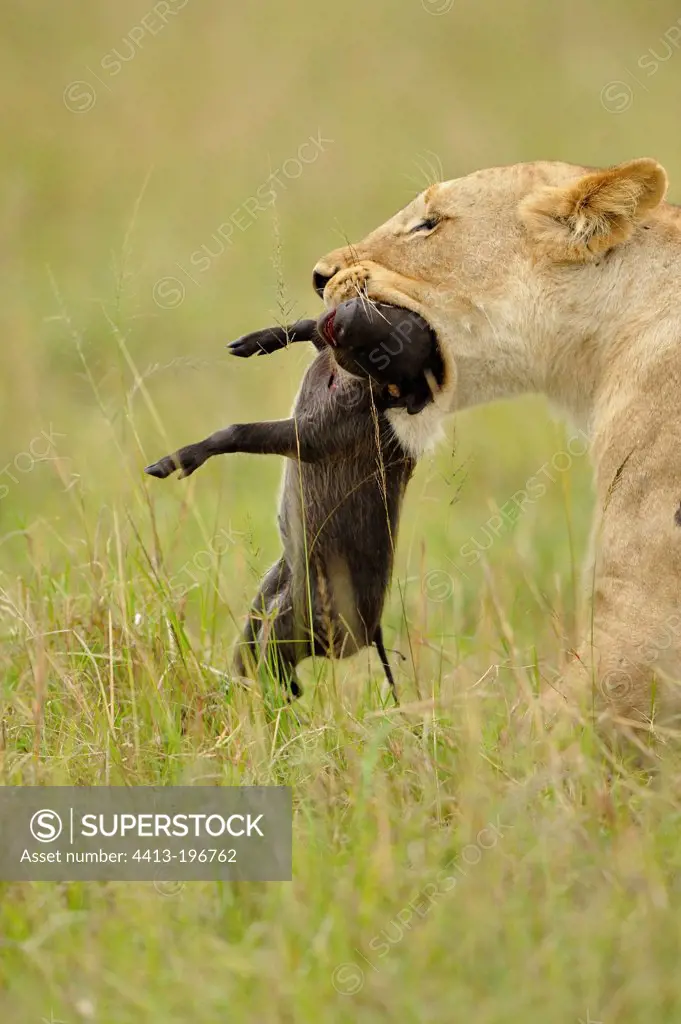 Lioness with young Warthog in mouth Masai Mara Kenya