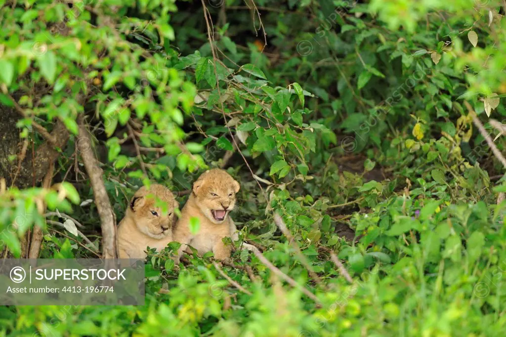 Lion cubs in a thicket Masai Mara Kenya