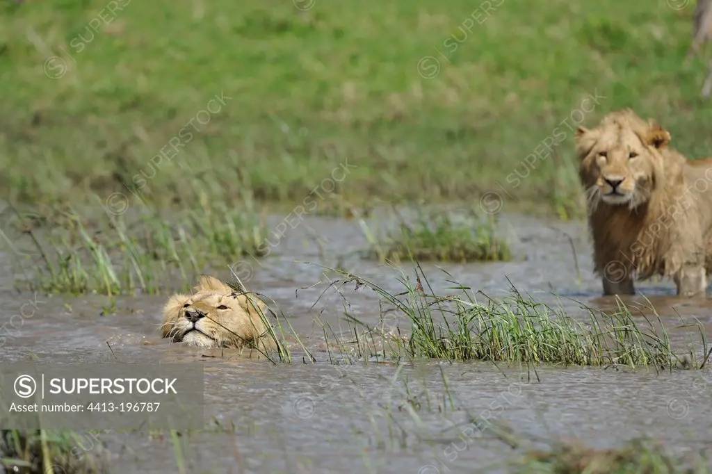 Lions through a swamp Masai Mara Kenya