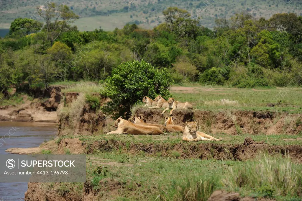 Lioness lying on the bank Masai Mara Kenya