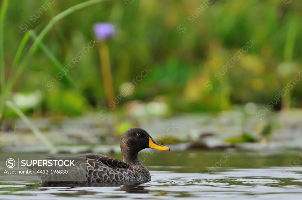 Yellow-billed Duck in the Mabamba marshes Uganda