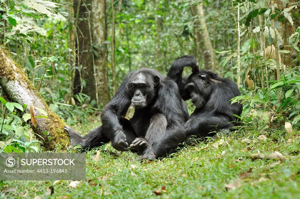Chimpanzees grooming in the Kibale NP Uganda