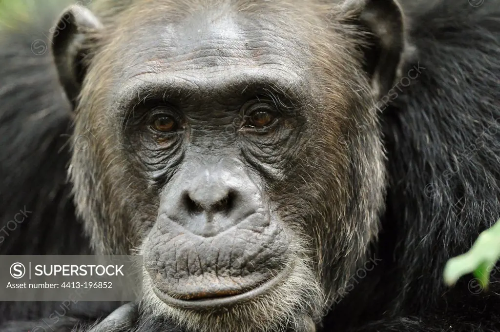 Portrait of a Chimpanzee in the Kibale NP Uganda