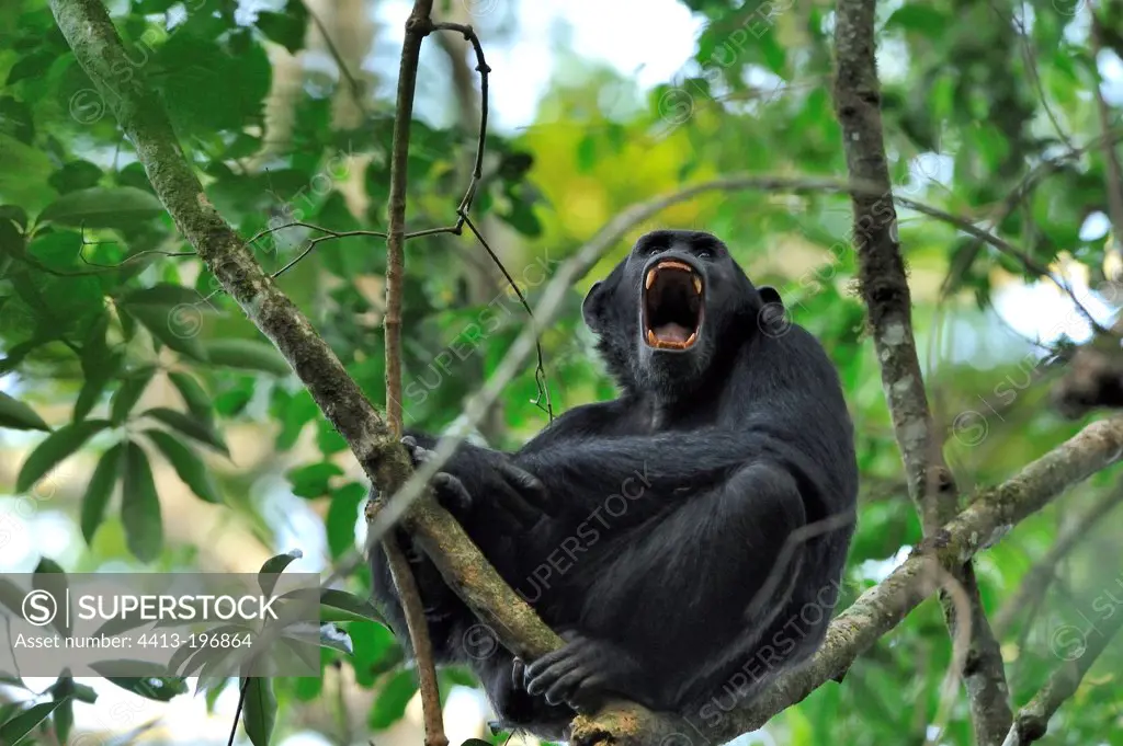Chimpanzee on a branch in the Kibale NP Uganda