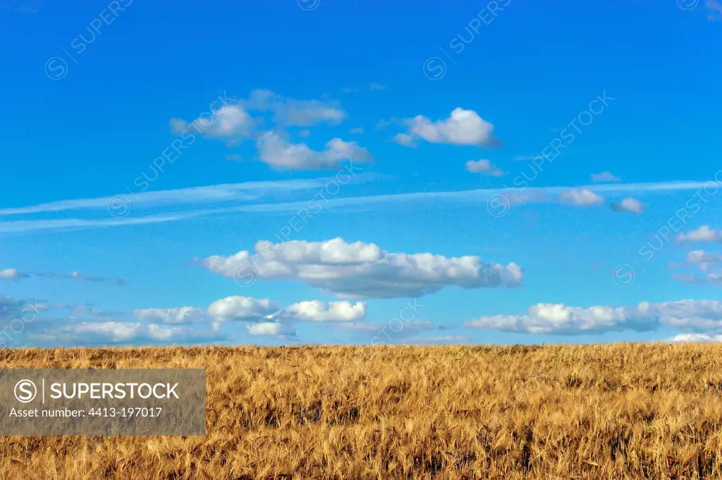 Wheat Field near Cosne-Cours-sur-Loire in summer