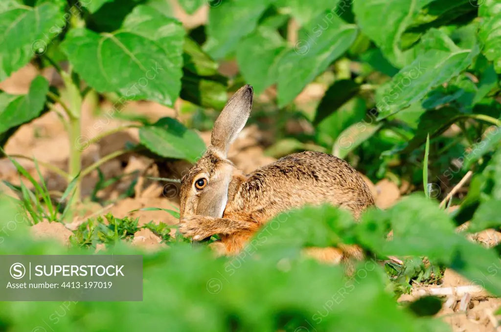 European hare grooming in a field of Sunflowers