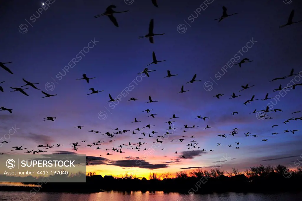 Flight of Greater Flamingos in the Camargue at dusk