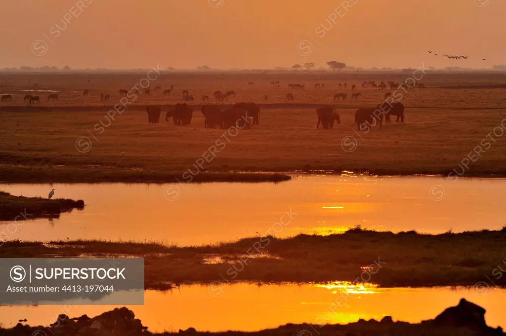 Near the Chobe River at sunset Chobe NP Botswana