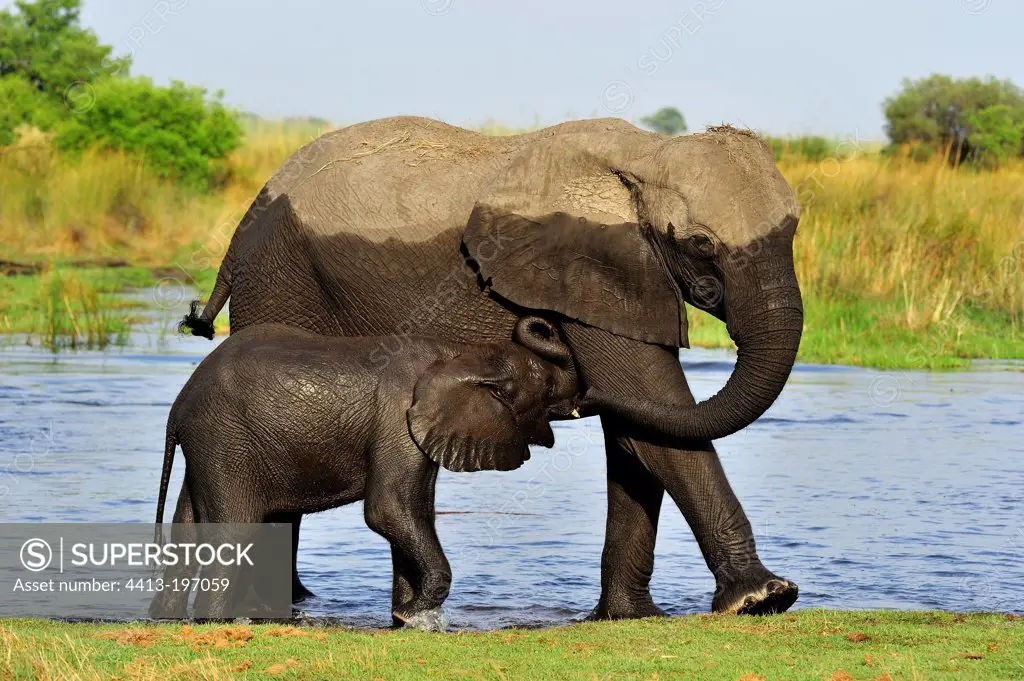 Elephants having crossed a river in Botswana